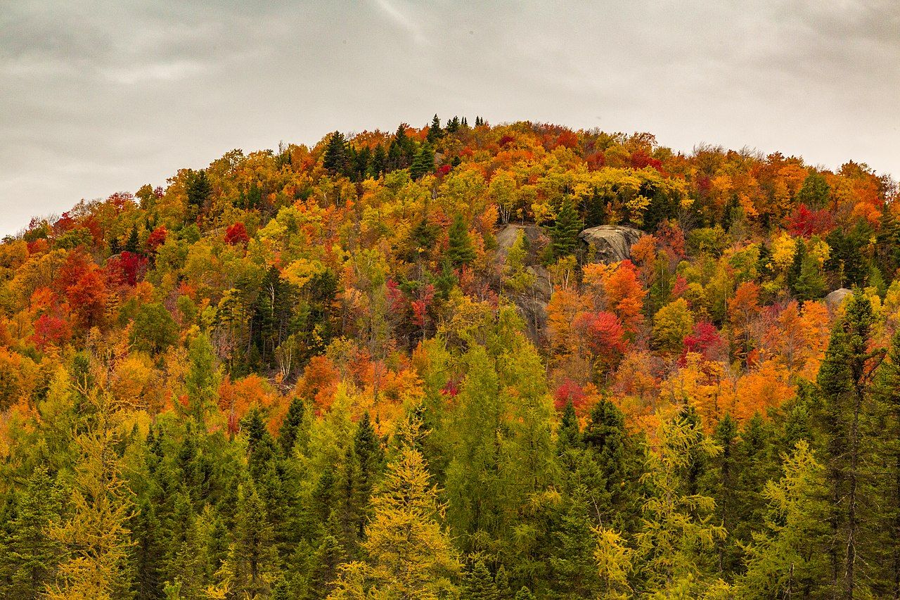 Jasnożółte, pomarańczowe i czerwone drzewa wzdłuż Gabriels-Onchiota Road w pobliżu Vermontville, Nowy Jork, USA