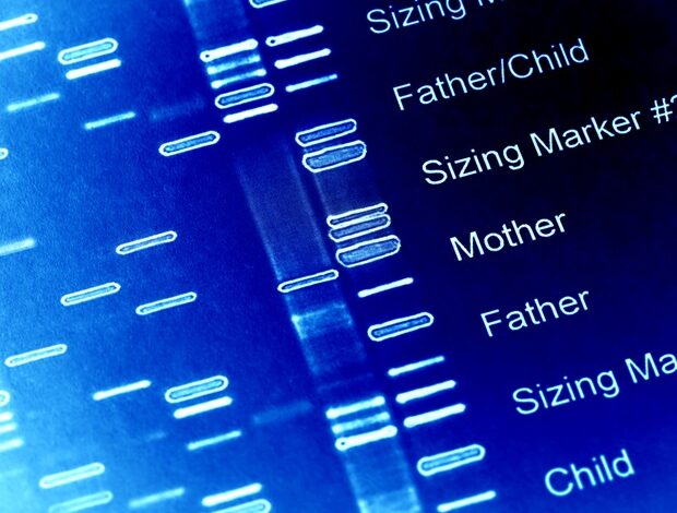 Ukryte przełączniki genetyczne wpływające na wzrost człowieka i zdrowie kości