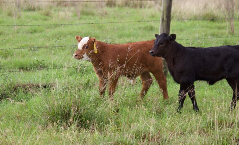 Dzień terenowy badań AgriLife poświęcony nowym technologiom w systemach bydła 2 listopada w Beeville