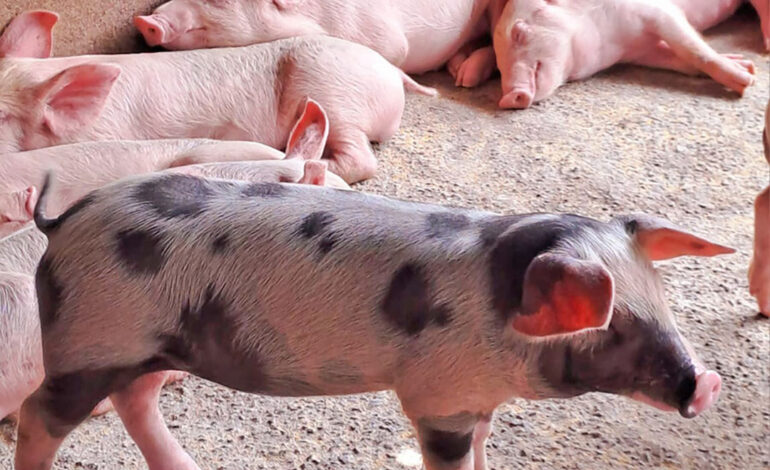 Rosnąca uwaga Axiom na potencjał świń w Afryce