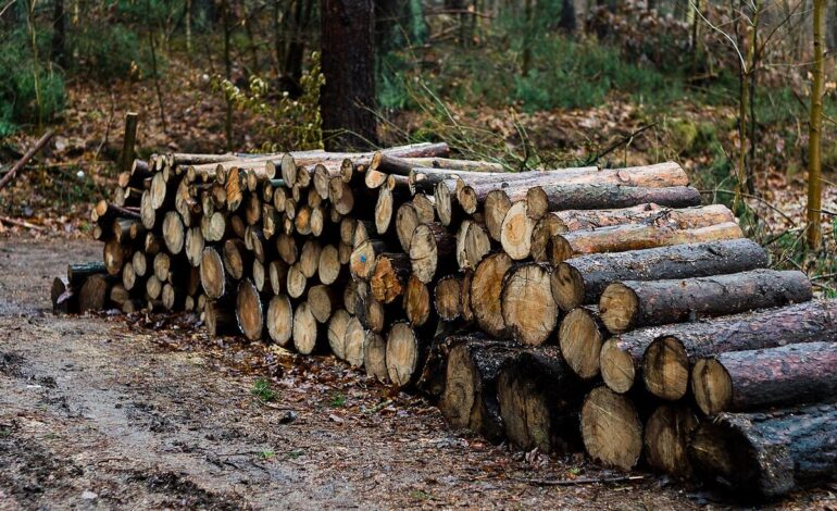 Drewno z polskich lasów „ucieka” ze statystyk. „Miliony metrów poza rejestrem”