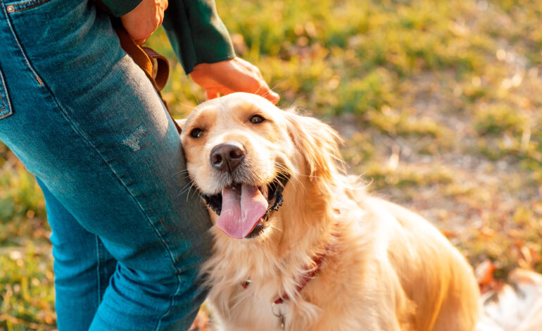 Genetyka golden retrieverów pomoże wszystkim psom żyć znacznie dłużej • Earth.com