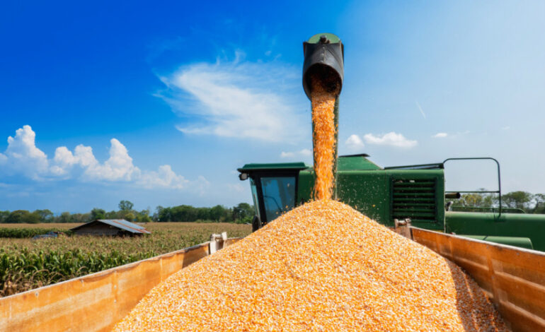 Ceny kukurydzy mokrej na południu kraju