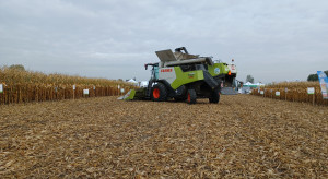 Na jakie parametry zwrócić uwagę wybierając odmianę kukurydzy?