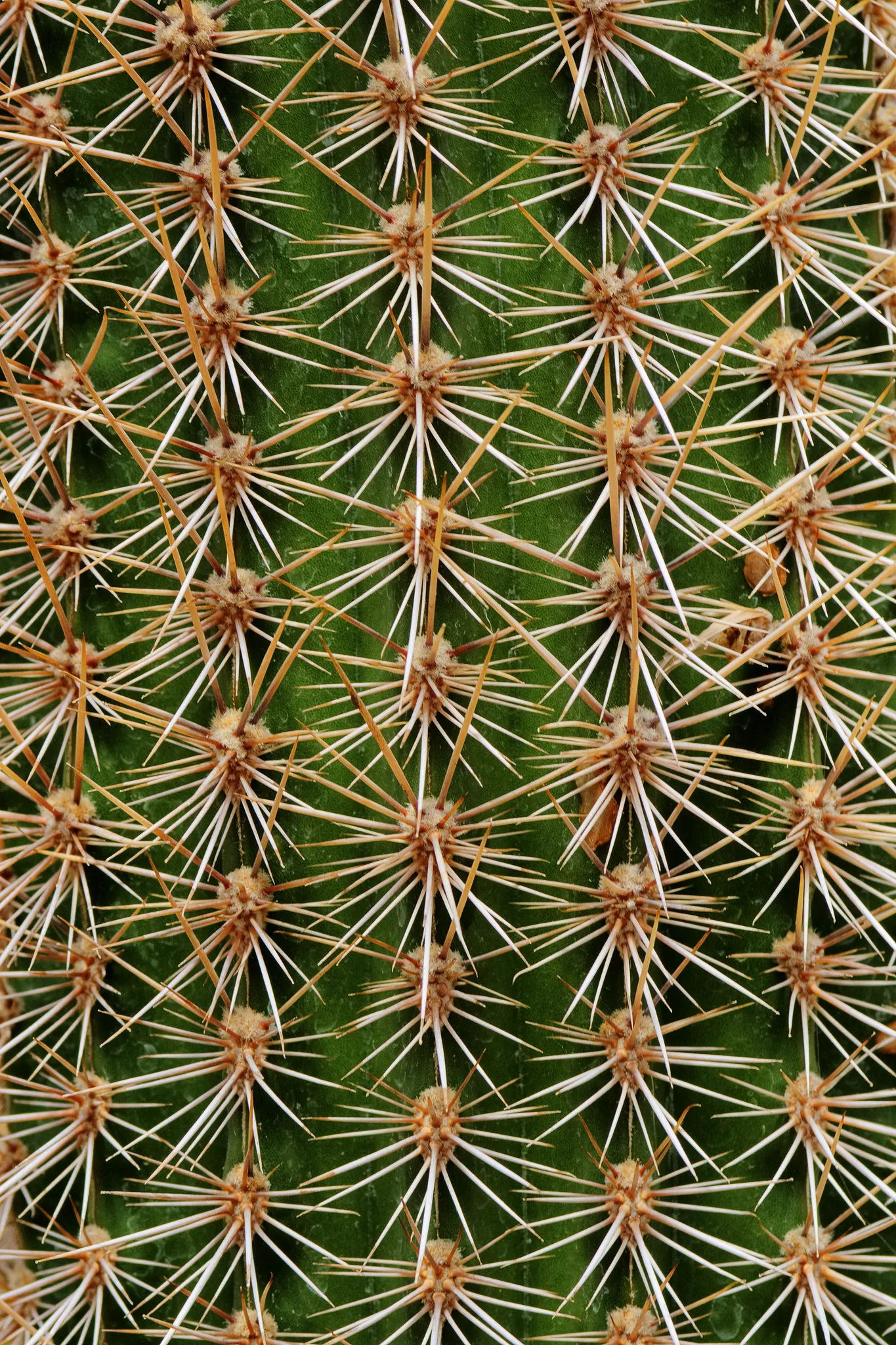 kaktus symetryczny