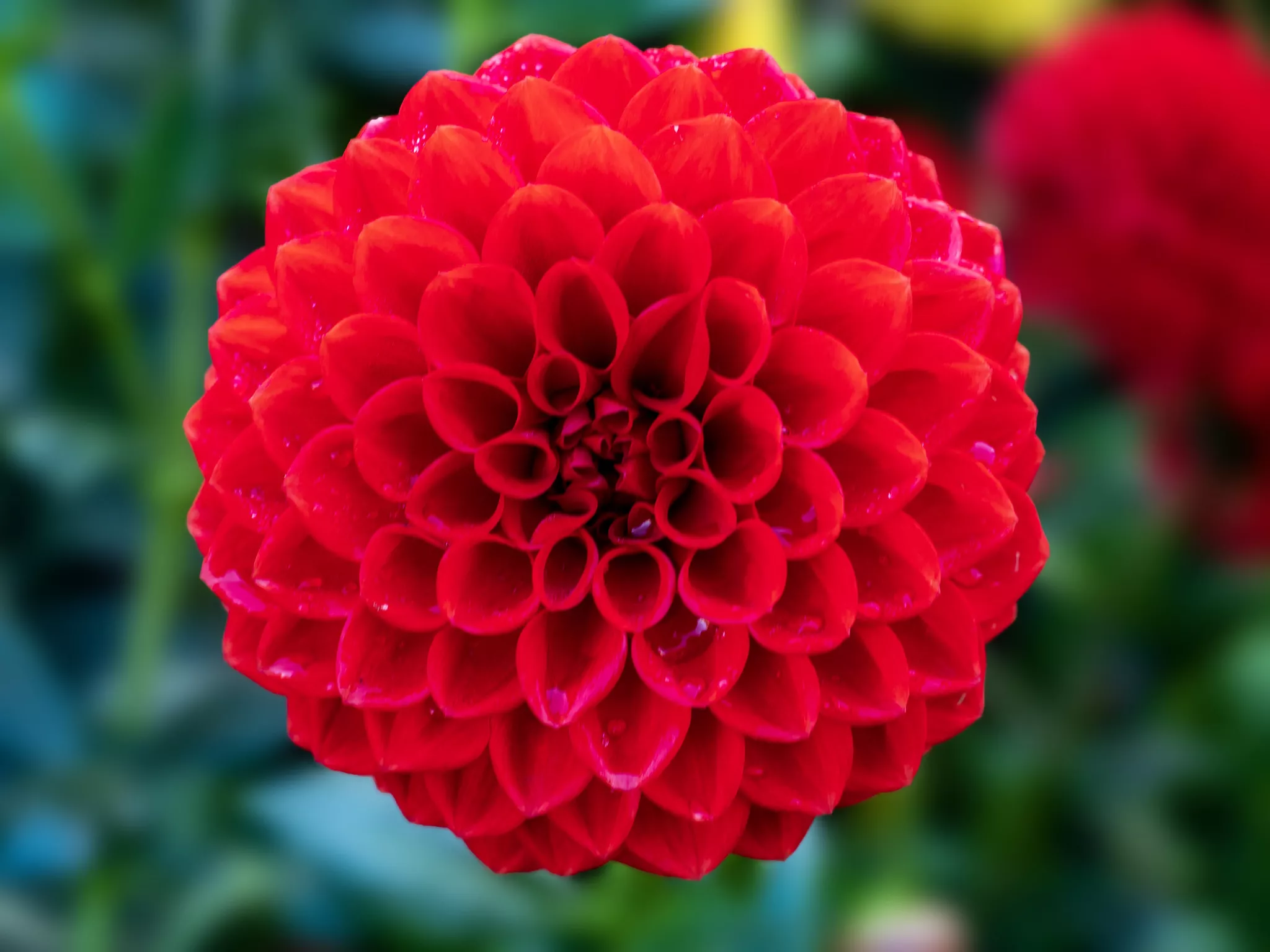 symetria czerwonego okrągłego kwiatu