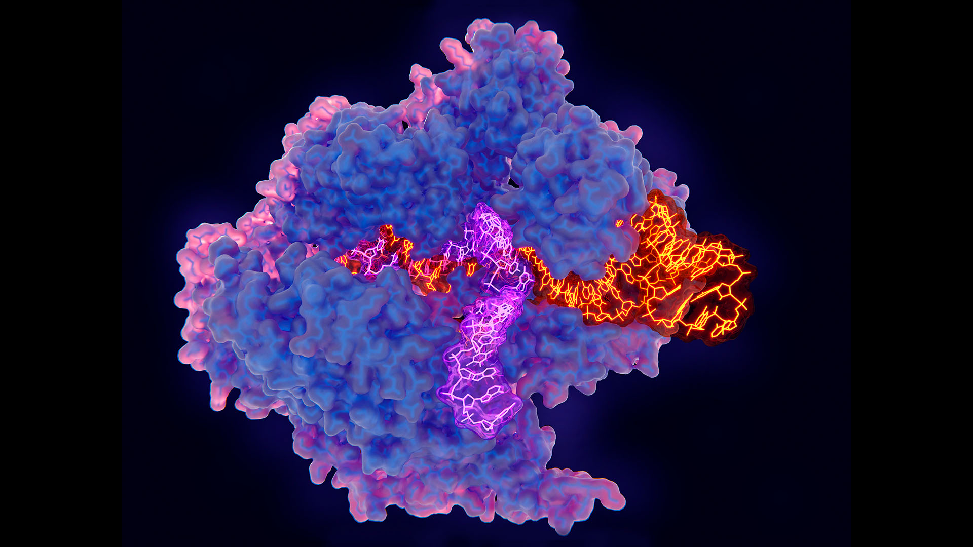 Kompleks i komórki do edycji genów CRISPR-Cas9, ilustracja.  Białko CRISPR-Cas9 (niebieskie i różowe) wykorzystywane jest w inżynierii genomu do cięcia DNA (kwasu dezoksyrybonukleinowego).  Wykorzystuje sekwencję kierującego RNA (kwasu rybonukleinowego) (pomarańczowa) do cięcia DNA (fioletowa) w komplementarnym miejscu rozszczepienia.