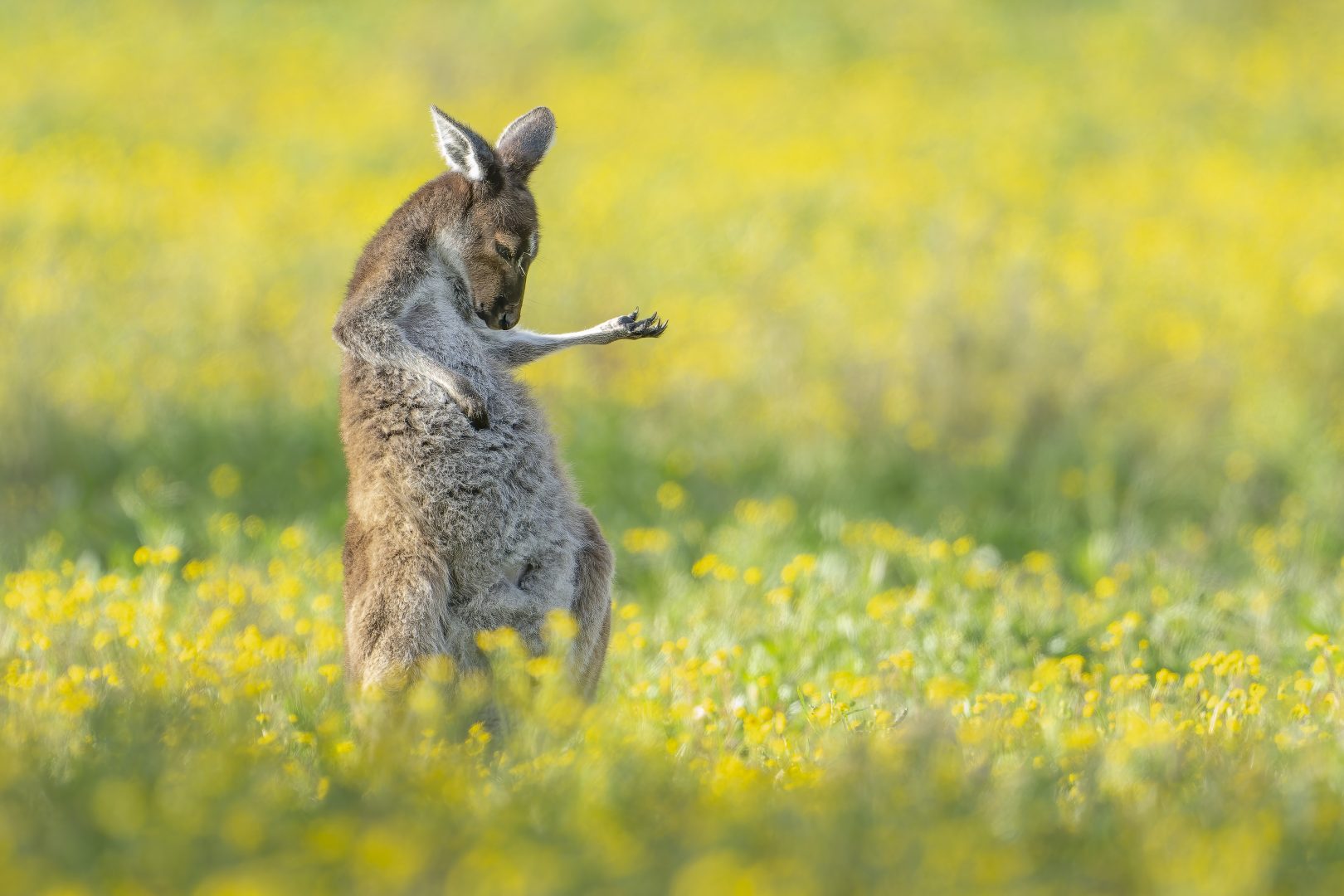 Comedy Wildlife Photography Awards 2023 Kangurowa gitara powietrzna