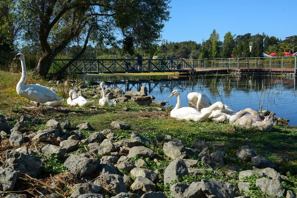 Kaczki i łabędzie w jeziorze Chabot w Dan Foley Park w Vallejo w Kalifornii