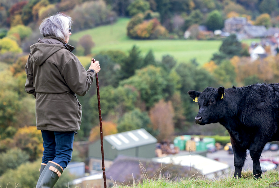 Mary Hamnett z bydłem Aberdeen Angus w Pennines