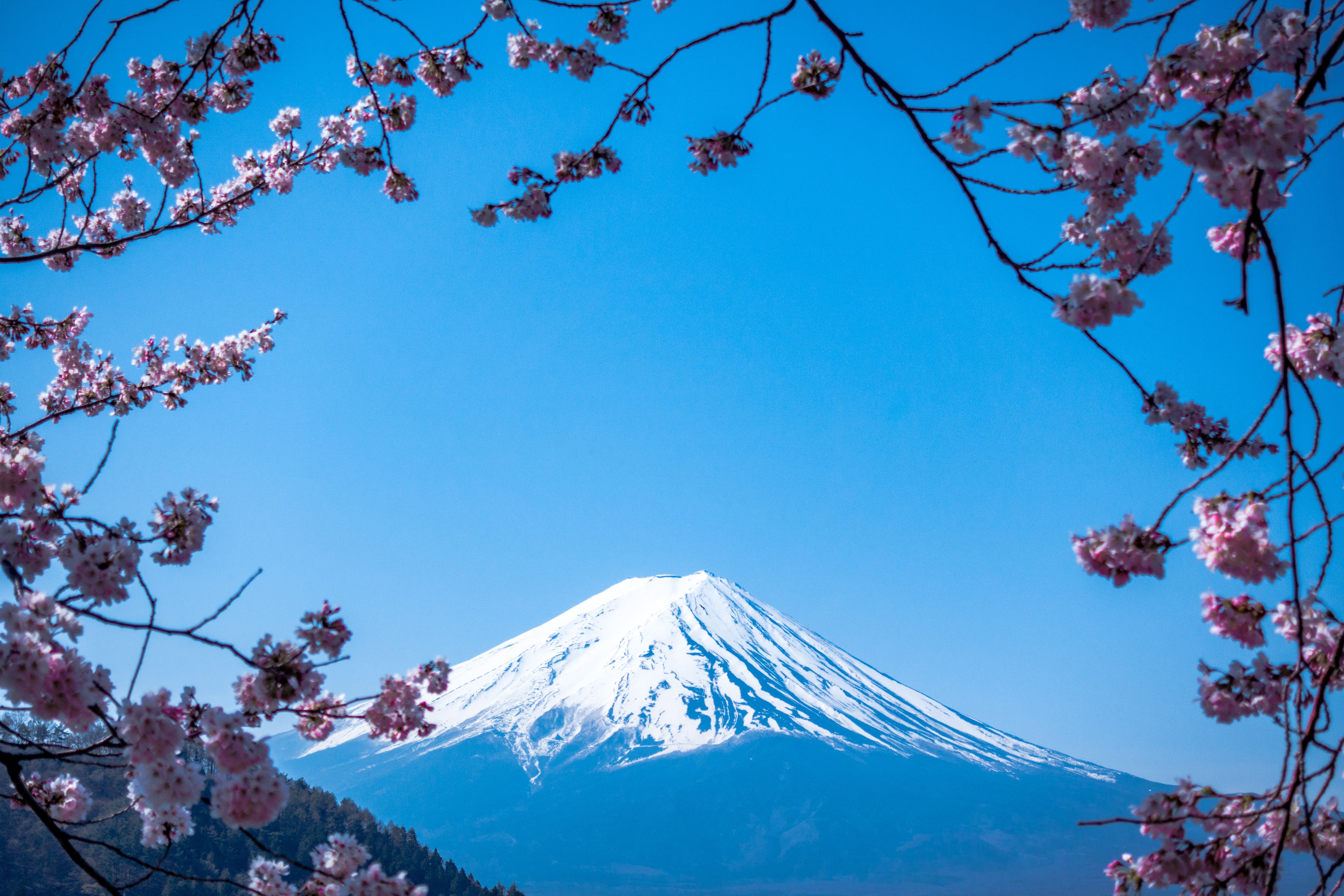 Widok na kwitnące wiśnie z górą Fuji i błękitnym niebem w tle 