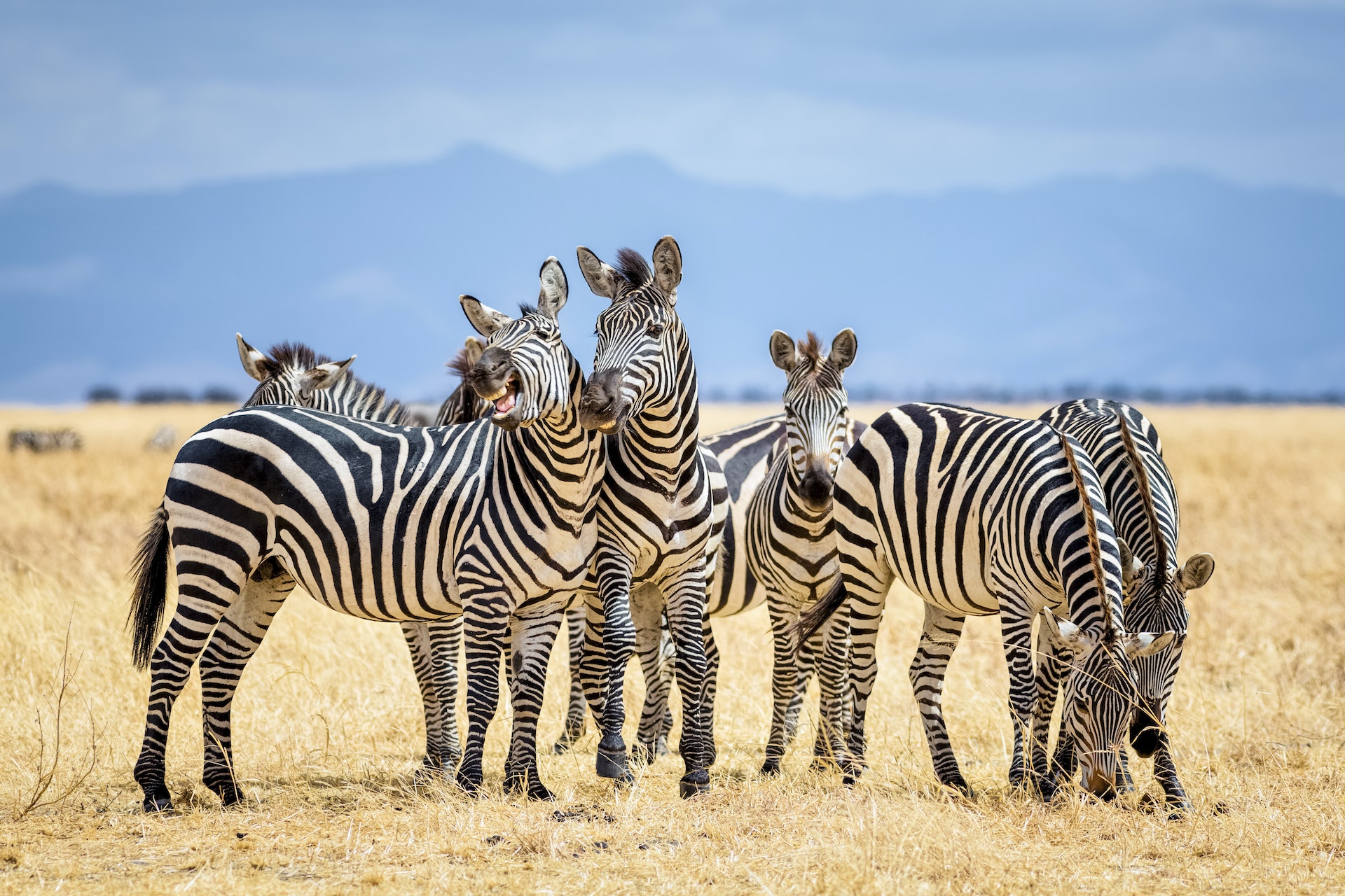 Zebry w Parku Narodowym Tarangire / Tanzania