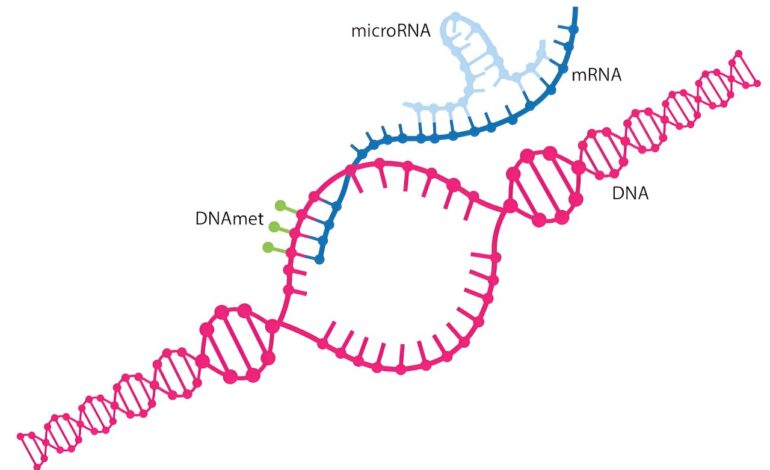 MikroRNA jest głównym regulatorem genomu — badacze uczą się, jak wykorzystać sposób, w jaki kontroluje on geny