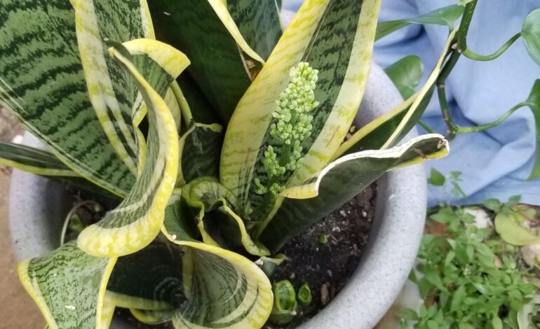 Zapytaj Mistrza Ogrodnictwa: Rozpieszczaj rośliny wężowe, aby uzyskać bujny, energiczny wzrost – Brainerd Dispatch