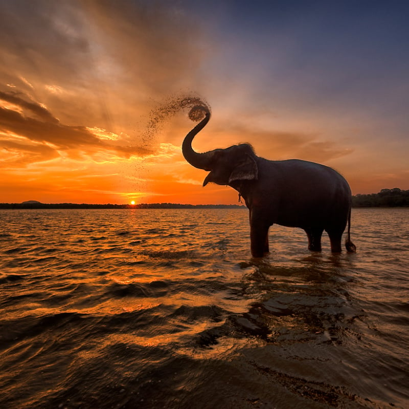 słoń kąpiący się w morzu o zachodzie słońca na Sri Lance