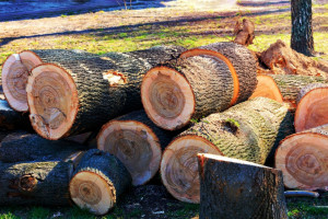 W 2023 roku Lasy Państwowe planują przeznaczyć do sprzedaży dla przedsiębiorców 35 mln m sześc. drewna
