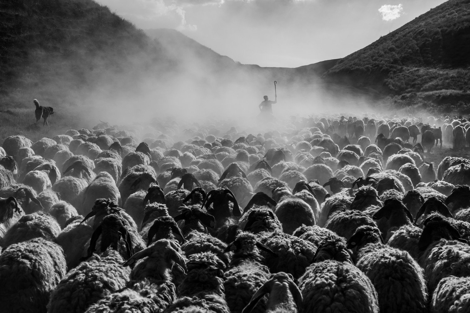 stado owiec Turney czarno-białe