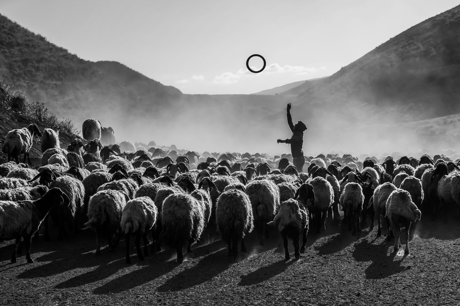 stado owiec Turney czarno-białe
