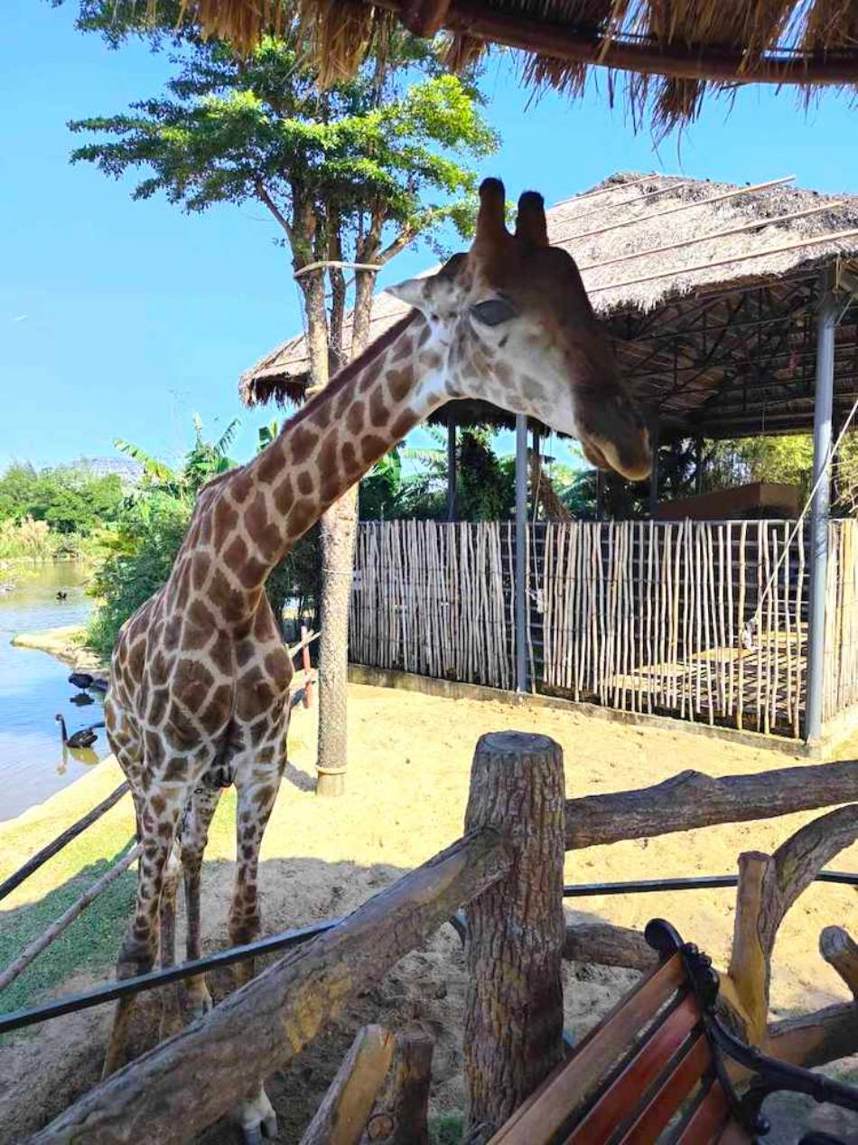 Bliskie spotkanie z żyrafą w River Safari