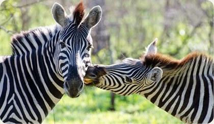 Zebry w Parku Narodowym Pilanesberg.  Kierunki śródlądowe.
