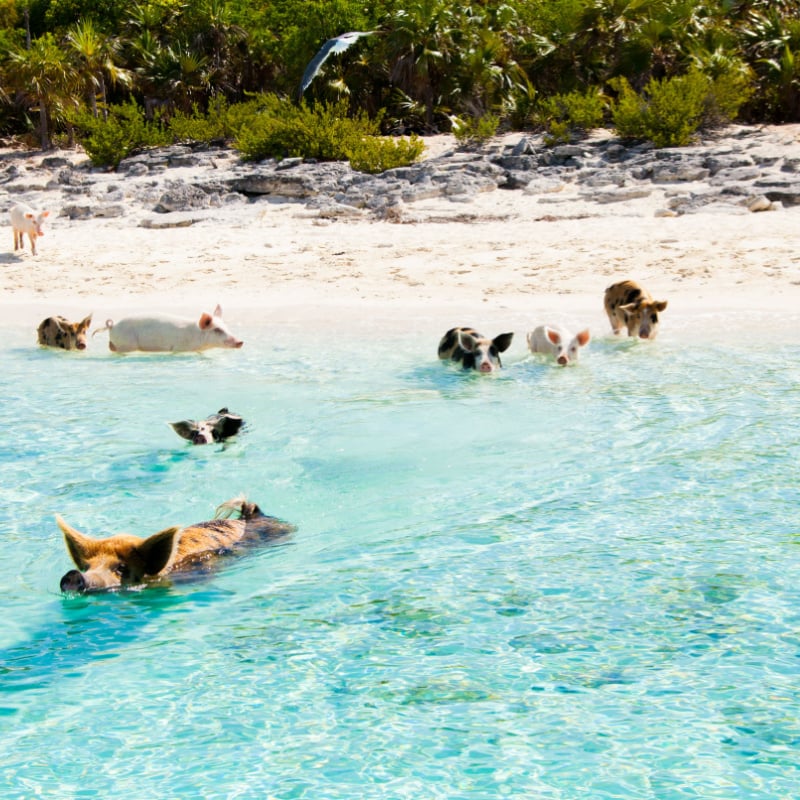 Świnie pływające na plaży Pig w Exumas na Bahamach.