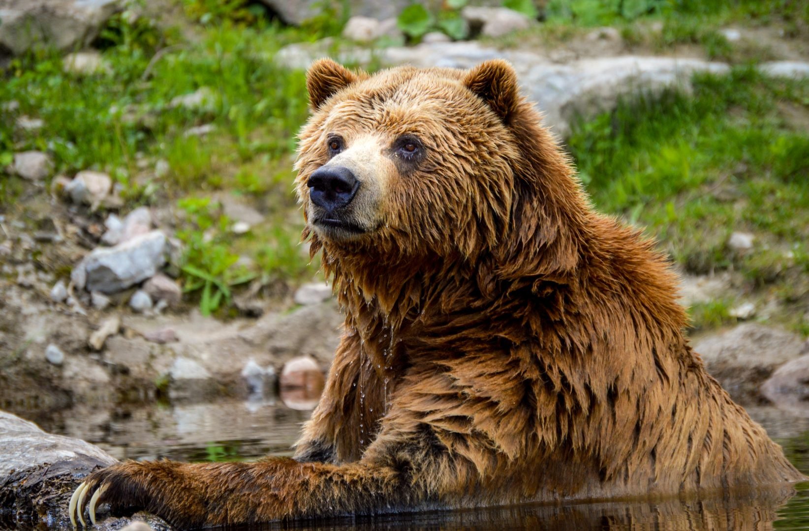 niedźwiedź grizzly w wodzie najpopularniejsze posty DIYP