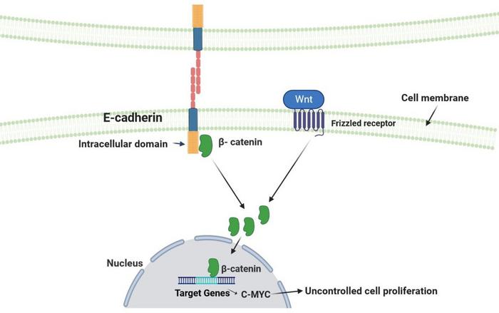 Rola cząsteczki E-kadheryny jako cząsteczki adhezyjnej komórki i genu supresorowego nowotworu.
