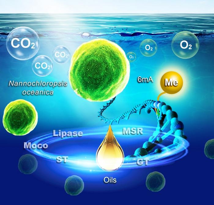 N6-metyloadenozyna (6mA) Modyfikacje metylacyjne 6mA regulują akumulację lipidów w Nannochloropsis oceanica