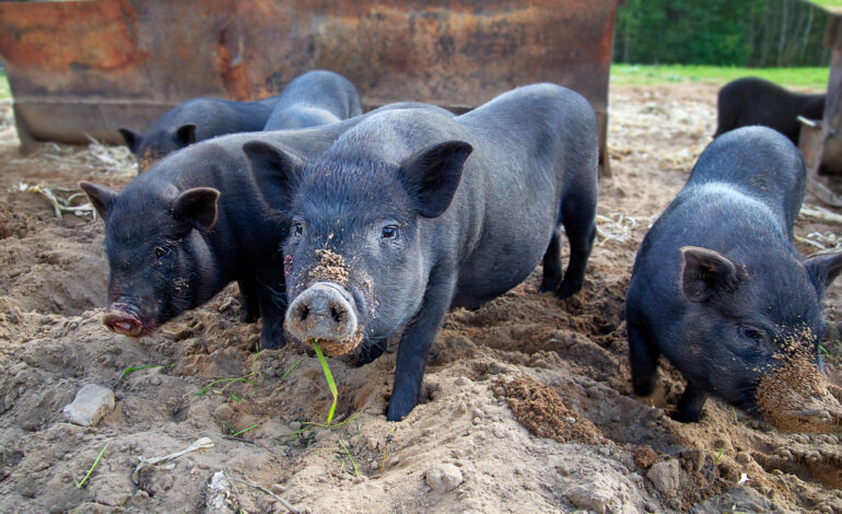 WOAH ostrzega przed ryzykiem związanym ze szczepionką przeciwko pomorowi świń w związku z przygotowywaniem eksportu przez Wietnam