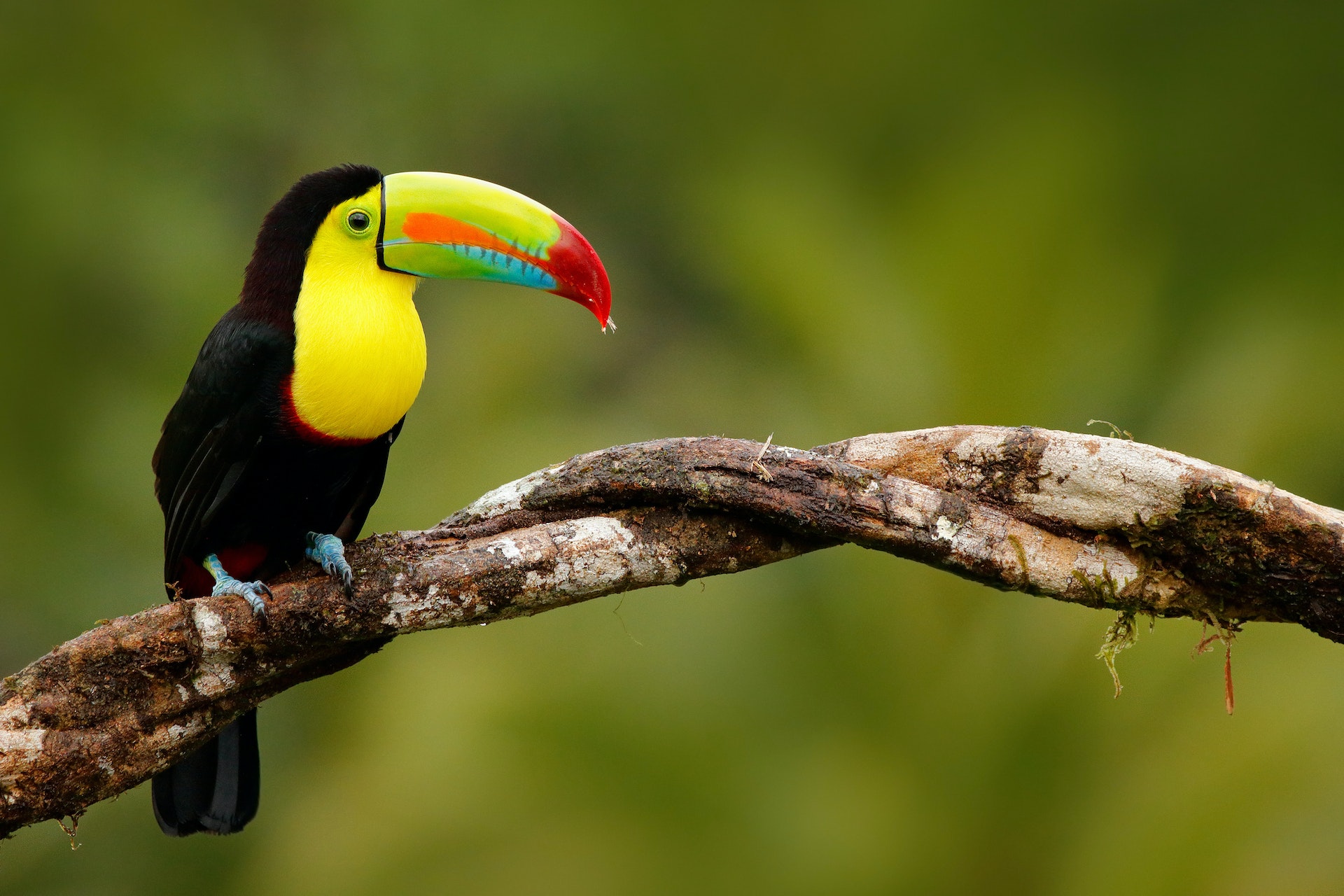 Tukan grubodzioby, Ramphastos Sulfatus, ptak z dużym dziobem, siedzący na gałęzi w lesie, Panama.