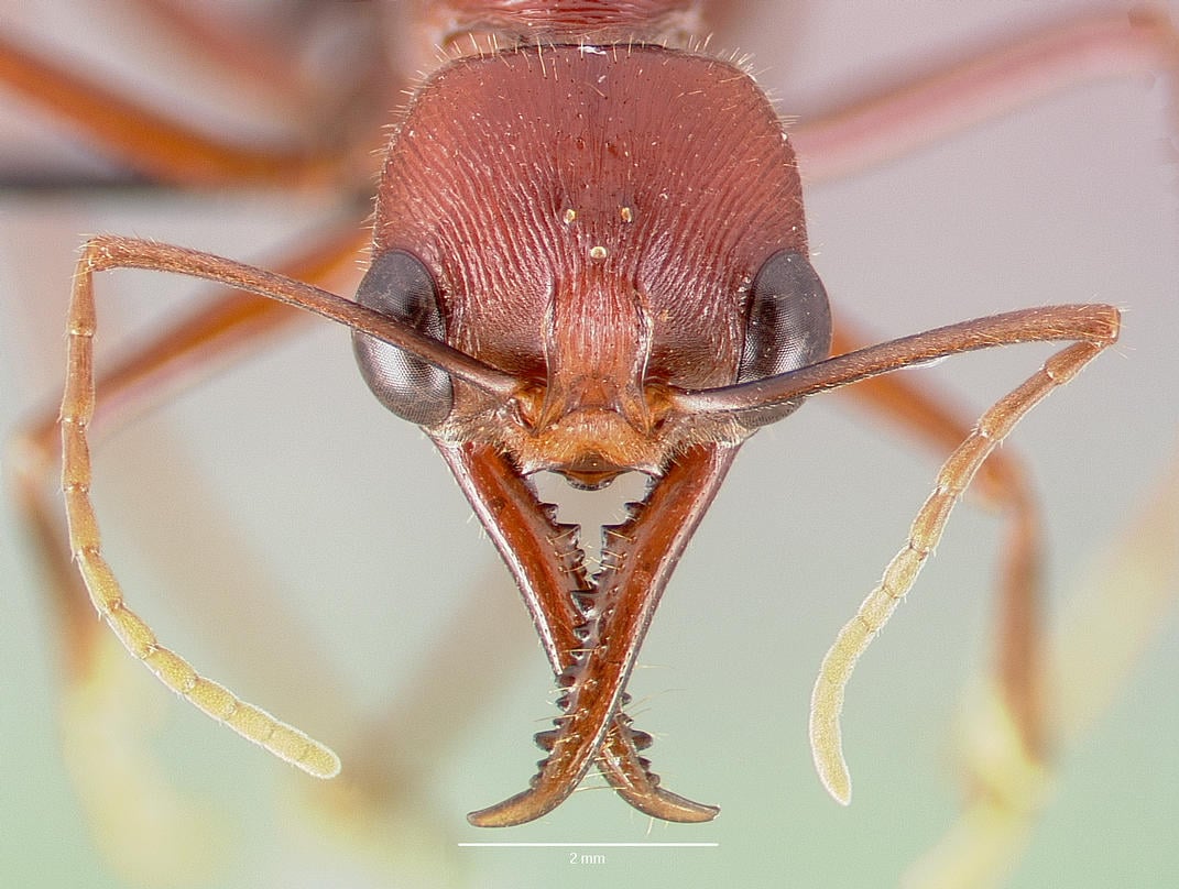 zbliżenie głowy mrówek