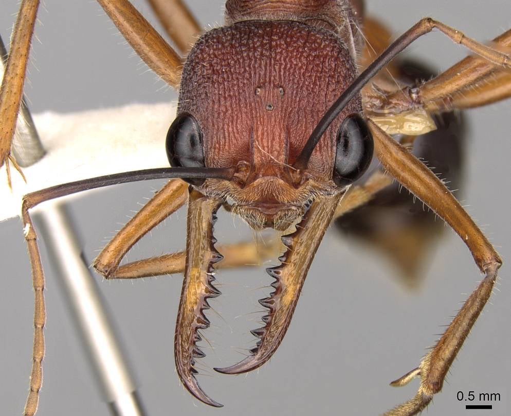 zbliżenie głowy mrówek