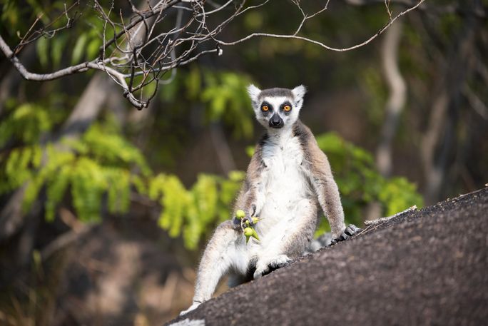 Lemur relaksujący się na Madagaskarze