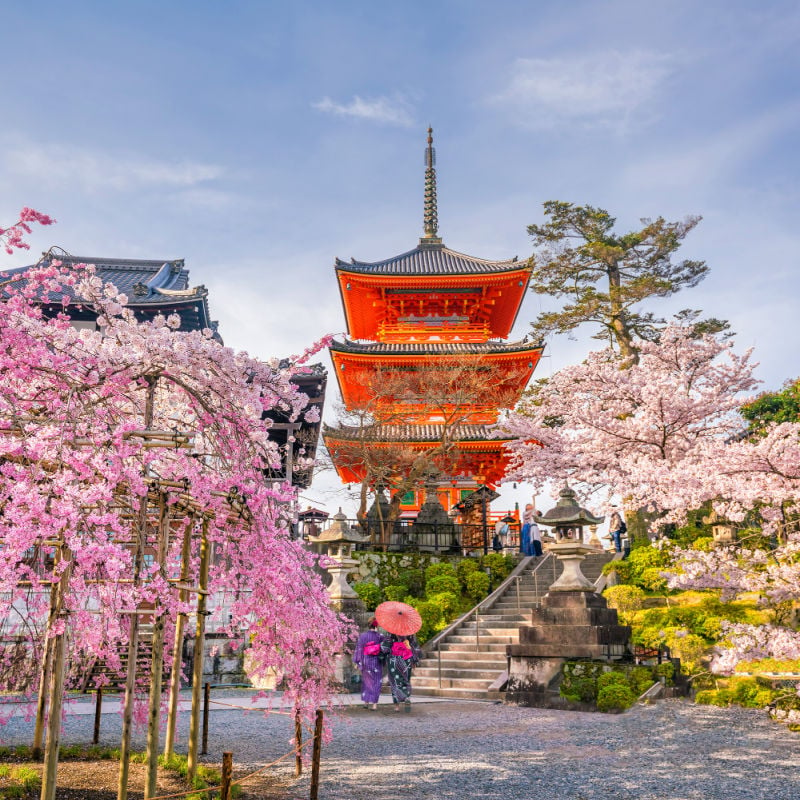 Świątynia Kiyomizu-dera i sezon kwitnienia wiśni (Sakura) w Kioto, Japonia