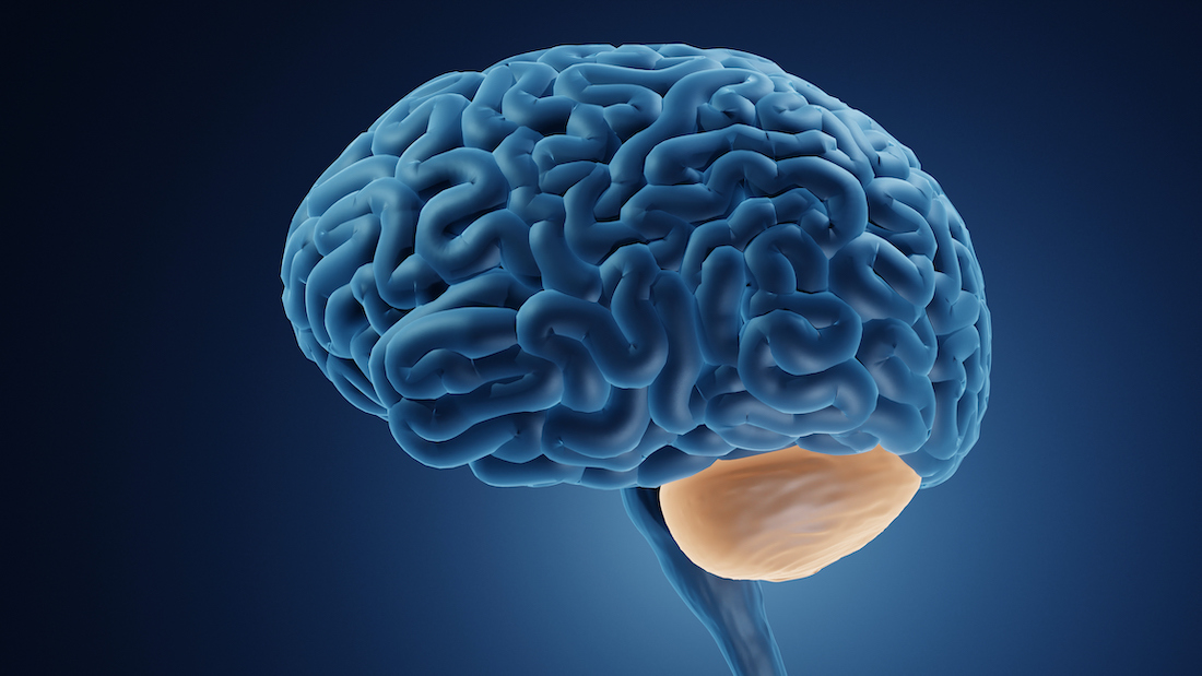 Ilustracja podkreślająca móżdżek w ludzkim mózgu.
