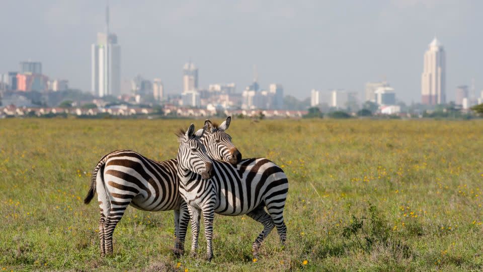 Na tym zdjęciu do pliku zebry w Parku Narodowym Nairobi pasą się, a za nimi widać panoramę stolicy.  - Shutterstock