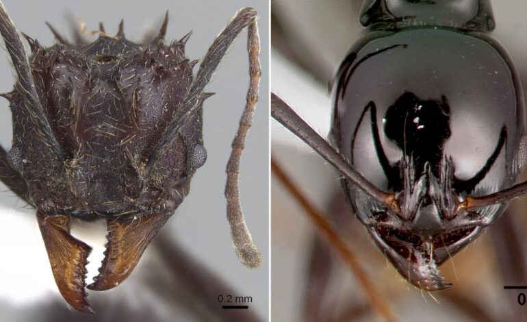 Prawie 12 000 zdjęć z bliska odkrywa tajemnice twarzy mrówek