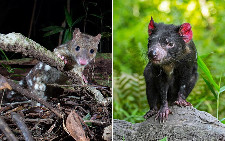 złożone zdjęcie przedstawiające cętkowany quoll obok diabła tasmańskiego