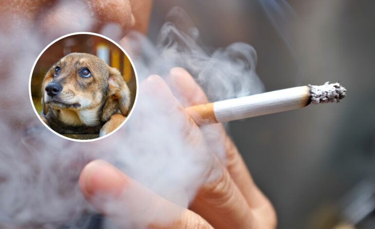 „Całkowicie rzuć palenie” – ostrzegają właściciele psów