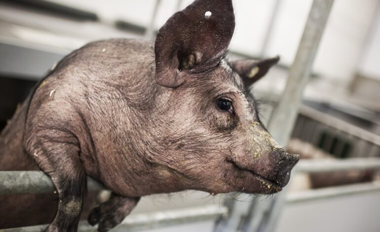 Mapowanie genów świń na dużą skalę może prowadzić do bardziej ekologicznego rolnictwa i utorować drogę nowym lekom dla ludzi