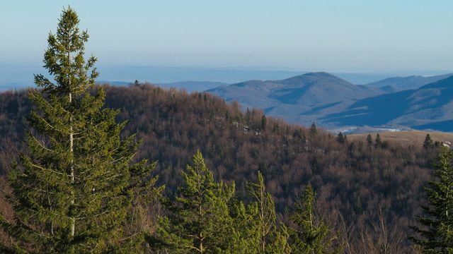 Likofity zachowały spójną strukturę genetyczną przez 350 milionów lat