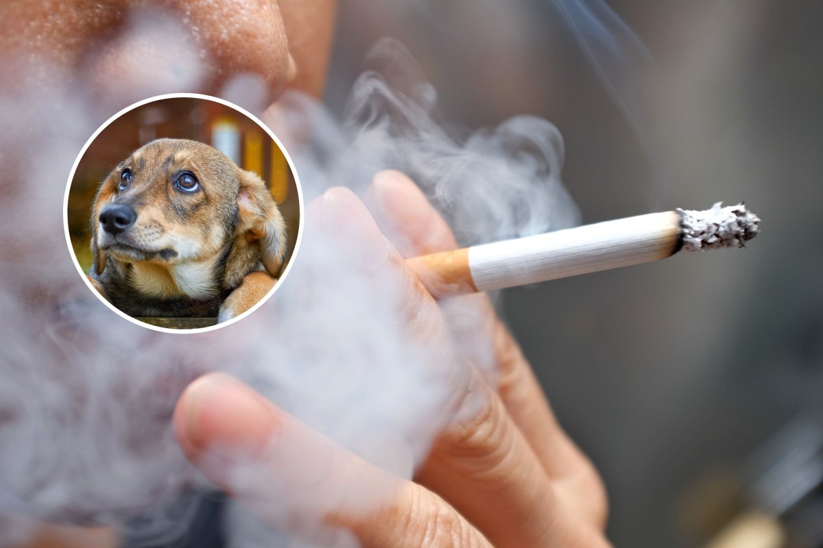 dym papierosowy dla psa