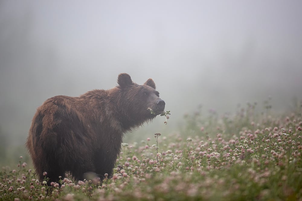 Niedźwiedź grizzly w konkursie Kanadyjskie Zdjęcia Roku 2023