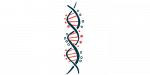 Zbliżenie nici DNA podkreśla jej strukturę podwójnej helisy.