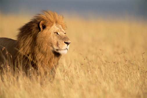 Samiec lwa (Panthera leo) stojący w wysokiej trawie, widok z boku