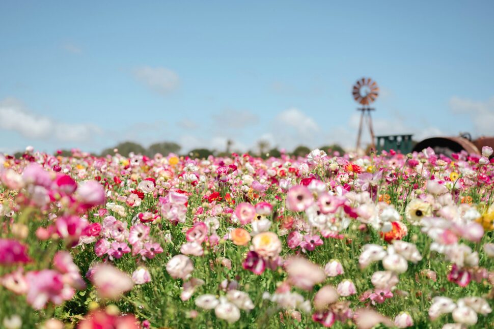 pola kwiatowe w Carlsbadzie