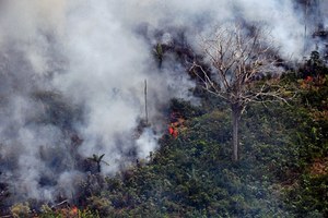 Jest szansa dla Amazonii. Tempo wylesiania dżungli spadło o połowę