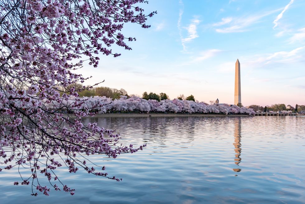 podczas narodowego festiwalu kwitnącej wiśni, pomnik Waszyngtona w Waszyngtonie, USA