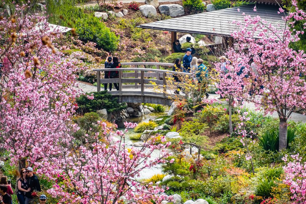 krajobraz w ogrodzie japońskiej przyjaźni, park balboa, san diego