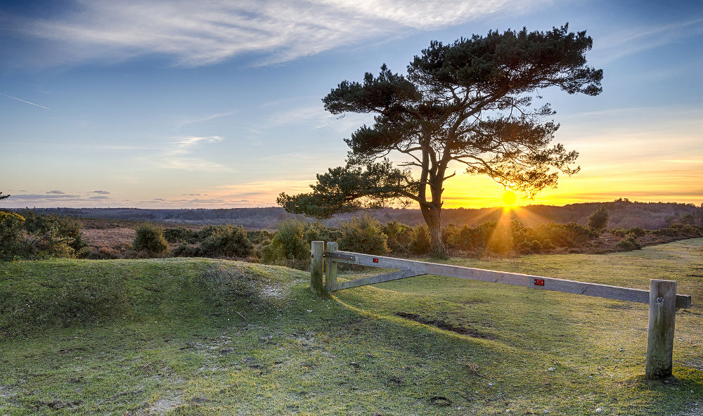 Wybuch światła słonecznego przez sosnę zwyczajną w Bratley View w New Forest Nation Park w Hampshire